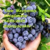 Taze Yabanmersini (LİKAPA)
