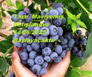 Taze Yabanmersini (LİKAPA)